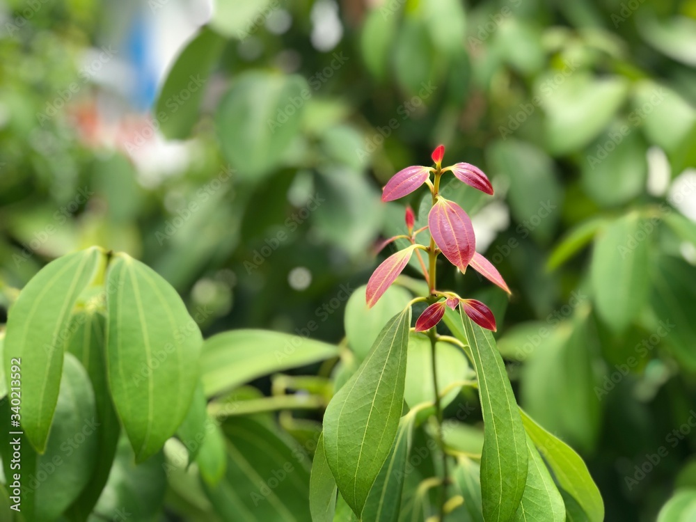 Beautiful young Cinnamon leaves growth in herb botanical garden,with summer light,as herbs used as medicines ingredient for medical purposes.Selective focus.