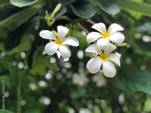 Beautiful White Plumeria flowers growth in botanical garden. Natural background  flowers blossom in summer light. Tropical botanical trees. Selective focus.