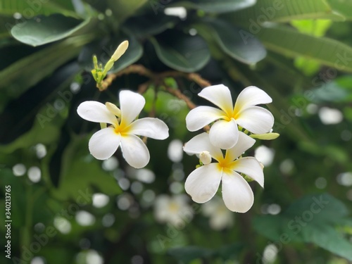 Beautiful White Plumeria flowers growth in botanical garden. Natural background, flowers blossom in summer light. Tropical botanical trees. Selective focus.