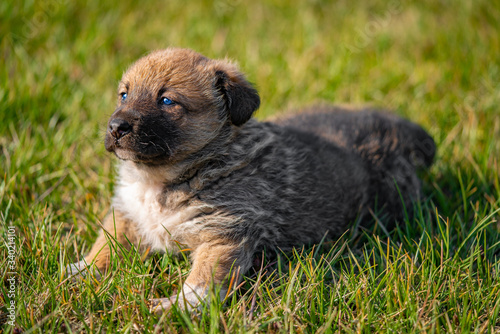 Little shaggy puppy sits on the grass