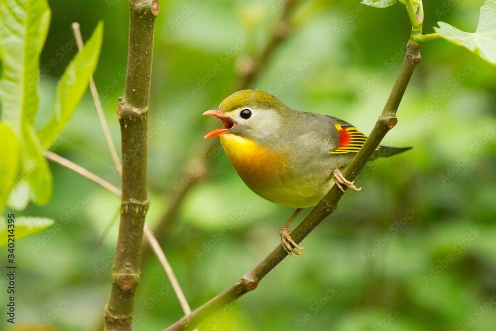 Obraz premium Ruiseñor del japón (leiothrix lutea), en la rama con fondo verde.