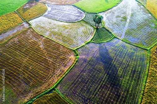 Royalty high quality free stock image aerial view of Borassus flabellifer and rice field at Ta Pa field, Tri Ton town, An Giang province, Vietnam  photo