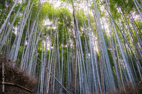 Arashiyama Bamboo Grove - District on the western out skirts of Kyoto, Japan