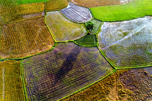 Royalty high quality free stock image aerial view of Borassus flabellifer and...