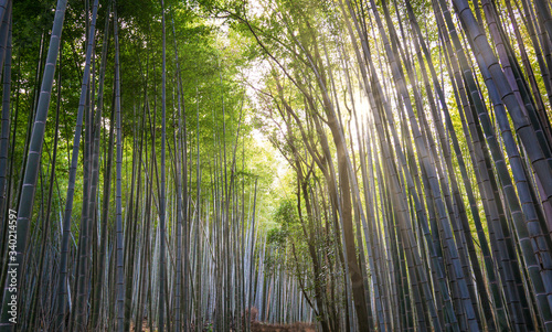 Arashiyama Bamboo Grove - District on the western out skirts of Kyoto, Japan