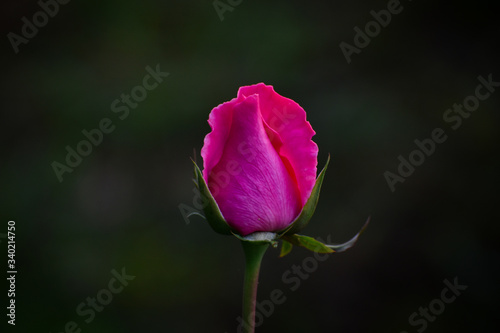 Fototapeta Naklejka Na Ścianę i Meble -  Selective focus on a fresh rose buds with background blear