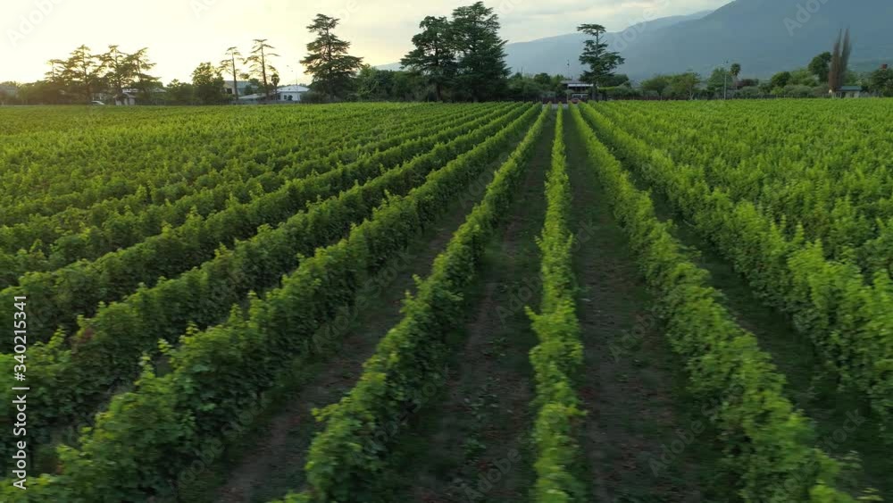 Flight low above countryside rural landscape large fields farm plantation of grapes green vine grapevine. Winemaking cultivated plants. Sunset sunrise. Old authentic village Caucasus Europe. Aerial Flight low above countryside rural landscape large fields farm plantation of grapes green vine grapevine. Winemaking cultivated plants. Sunset sunrise. Old authentic village Caucasus Europe. Aerial
