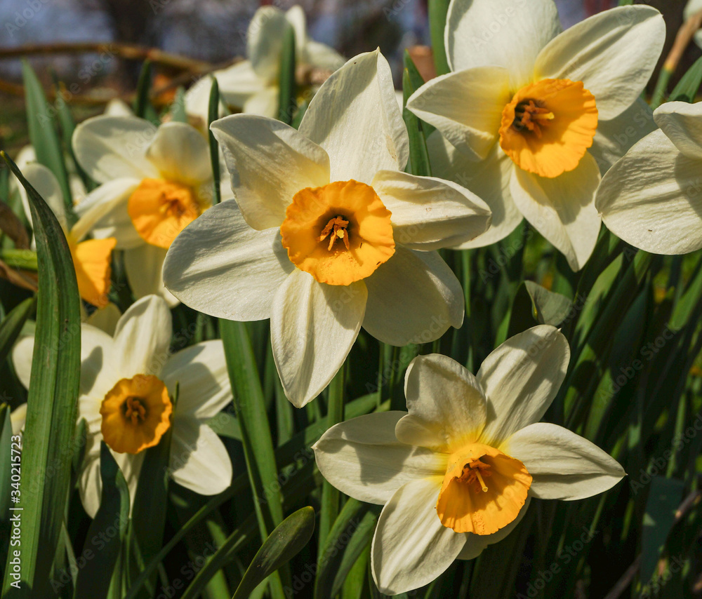 Beautiful meadow with White Daffodils spring blossom Beautiful meadow with White Daffodils spring blossom