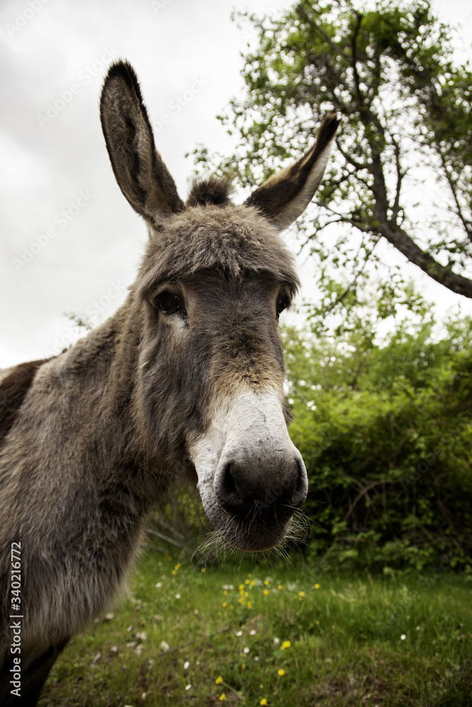 Donkeys on farm