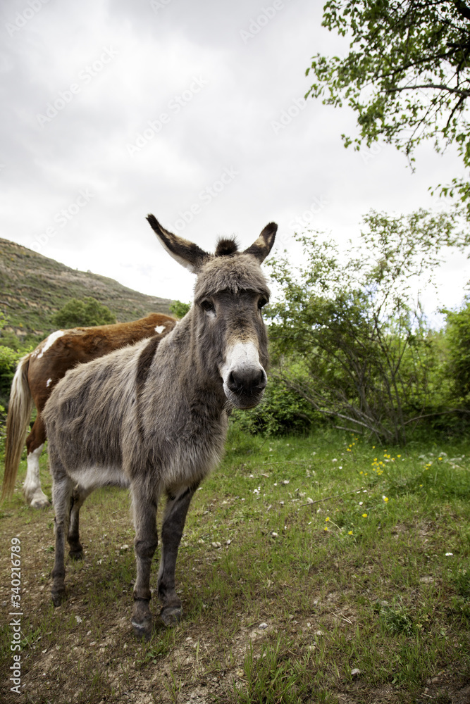 Donkeys on farm