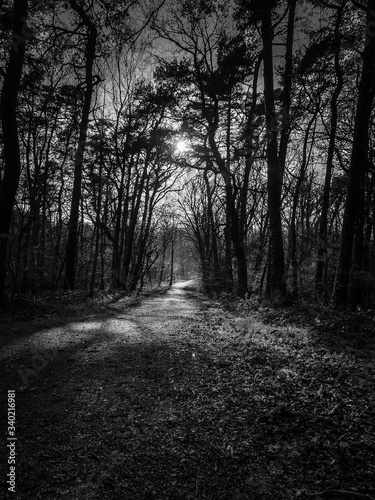 Im Wald © annacovic