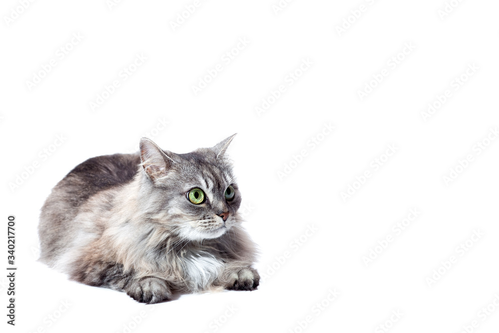 Obraz premium chinchilla cat fluffy striped gray lies and looking to with big eyes, feline animal isolated on a white background with a copy space.