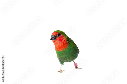 parrot finch with a red head of a small green exotic bird looking on a shoot isolated on a white background on theme of veterinary ornithology with a copy space.