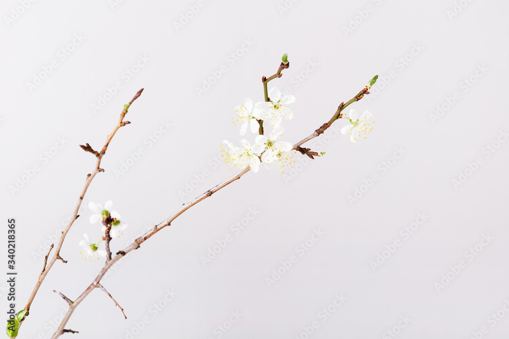 Springtime background with cherry blossom twigs on white desktop, top view, frame, flat lay