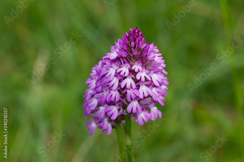 Anacamptis pyramidalis   Orqu  dea lila sobre fondo verde.