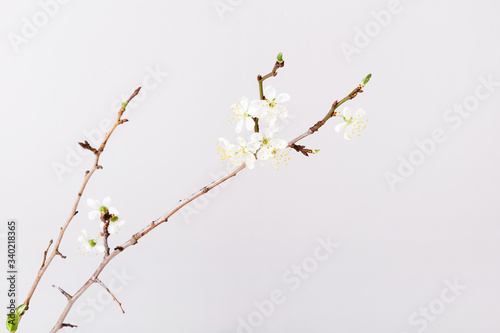 Springtime background with cherry blossom twigs on white desktop, top view, frame, flat lay © Olga Ionina