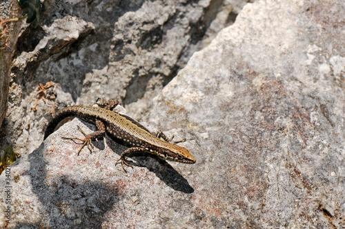 Spanische Kieleidechse (Algyroides marchi) , Sierra de Cazorla, Spanien
lagartija de Valverde, Sierra de Cazorla, España
Spanish algyroides, Sierra de Cazorla, Spain photo