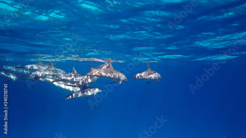 Under waterphoto of Spinner dolphins. From a scuba dive in the Red Sea - Egypt.
