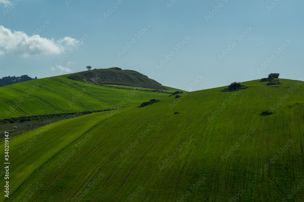 Fototapeta premium green field and blue sky