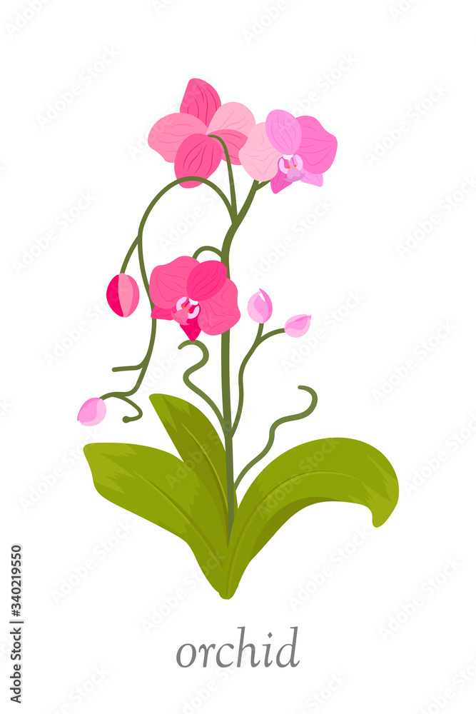 Beautiful orchid flower flat vector illustration