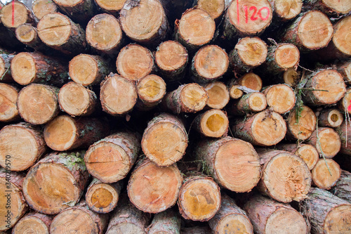 Cut down tree trunks on a pile in a forest, ready for transportation
