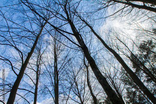 Trees in a forest seen upwards against a blue sky with some white clouds