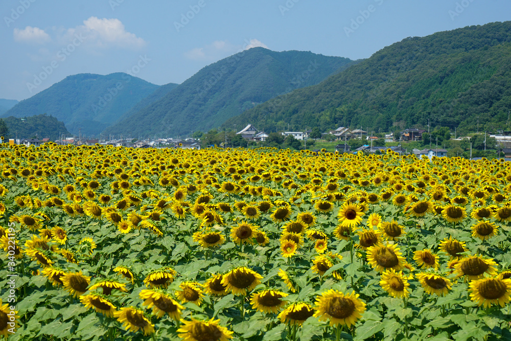 Naklejka premium 兵庫県佐用郡佐用町の「佐用町南光ひまわり畑」