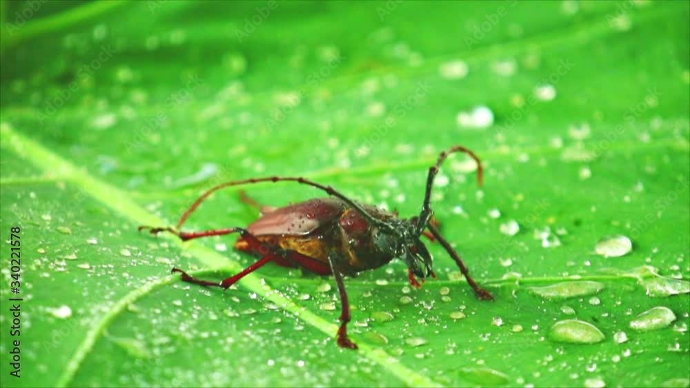 Giant beetle palo verde or longhorn beetle close up, insect footage on a green leaf with rain drops. Giant beetle palo verde or longhorn beetle close up, insect footage on a green leaf with rain drops.