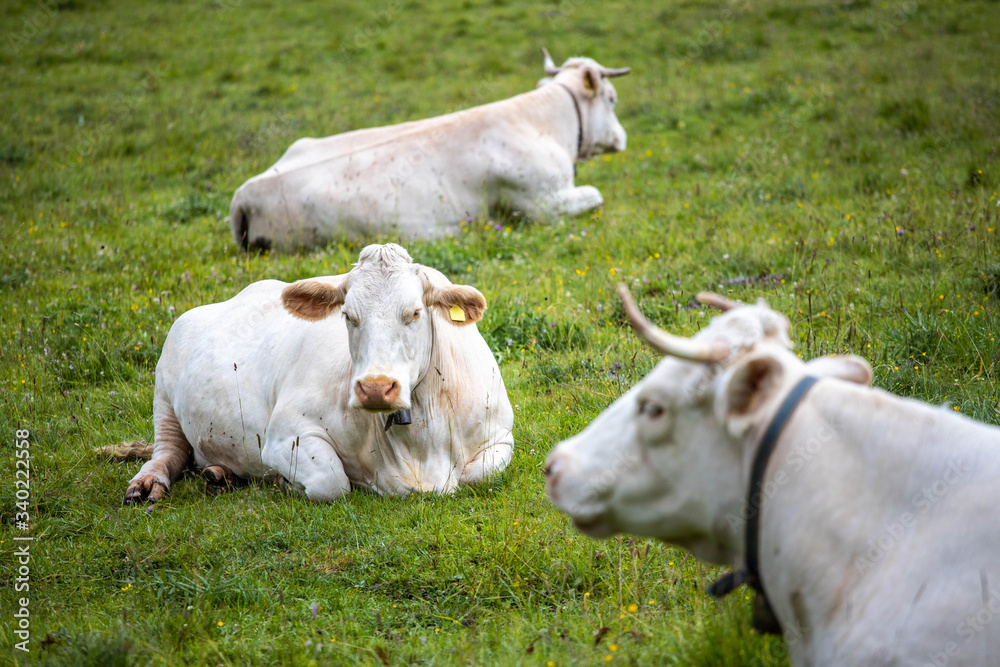 Cows at pasture on a green grass field, Cortina d'Ampezzo, Italy Cows at pasture on a green grass field, Cortina d'Ampezzo, Italy