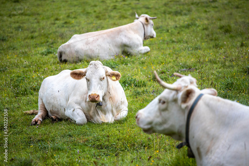 Wallpaper Mural Cows at pasture on a green grass field, Cortina d'Ampezzo, Italy Torontodigital.ca
