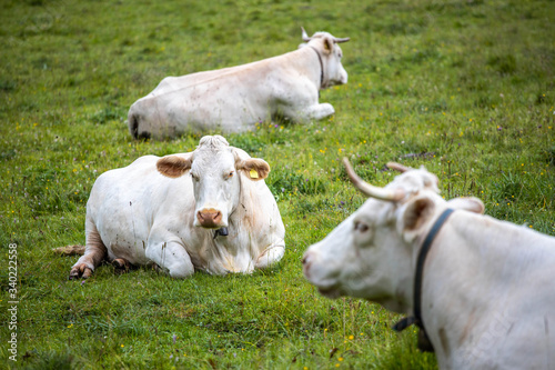 Cows at pasture on a green grass field  Cortina d Ampezzo  Italy