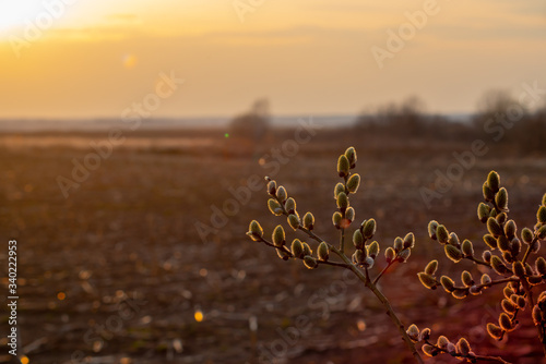 budding trees on the background of the landscape