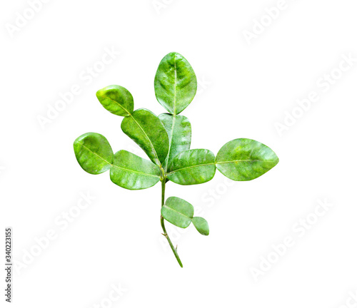 Kaffir lime leaves  or green bergamot isolated on white background , clipping path
