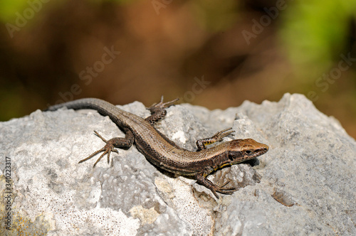 Spanish algyroides / Spanische Kieleidechse (Algyroides marchi), Sierra de Cazorla, Spain / Spanien photo