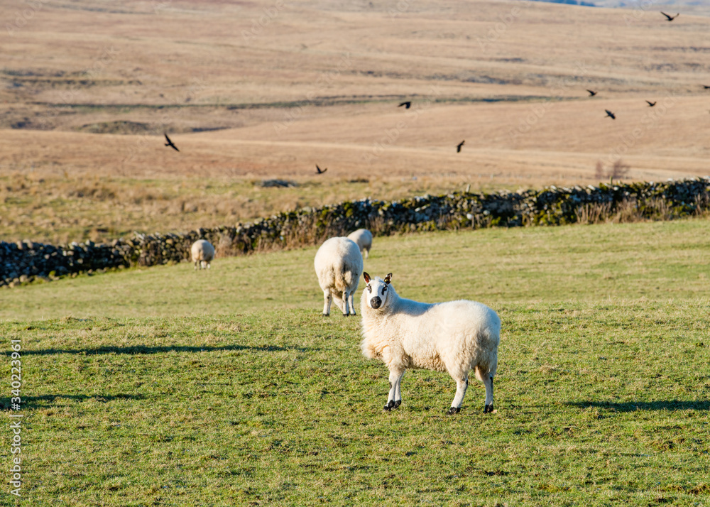 Obraz premium The grazing cut little sheep on the meadow looking at camera