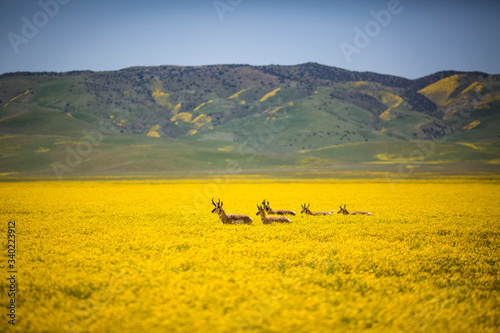 Carrizo Plain