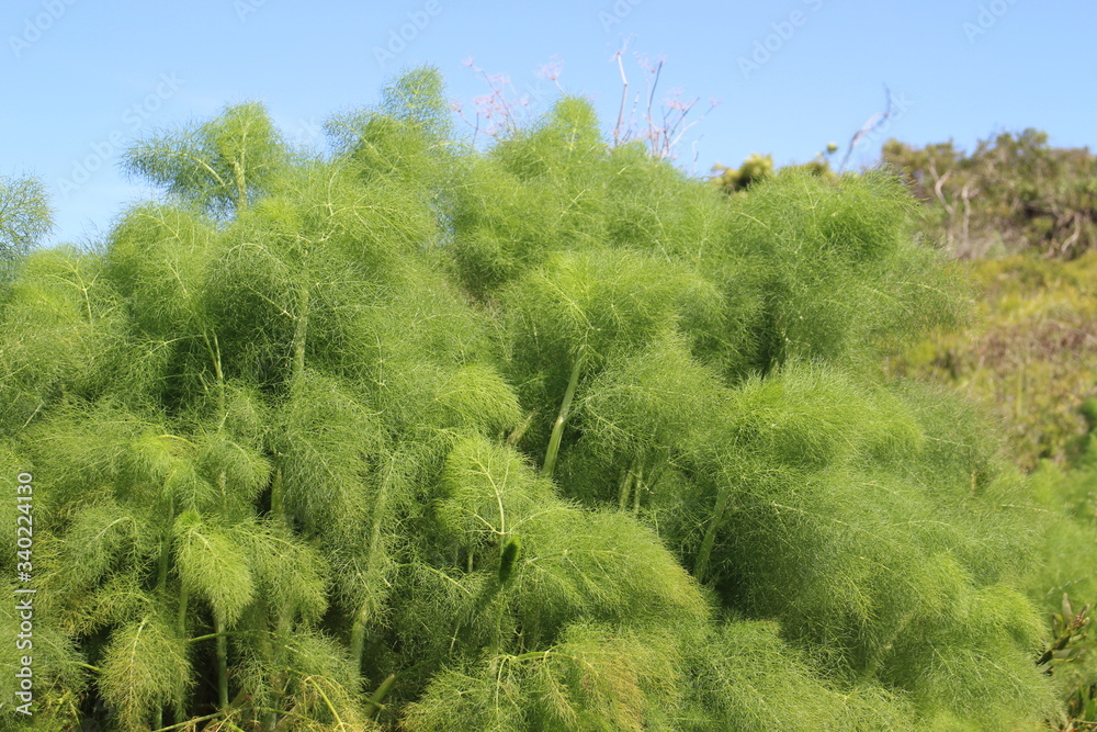 Obraz premium rośliny w polu