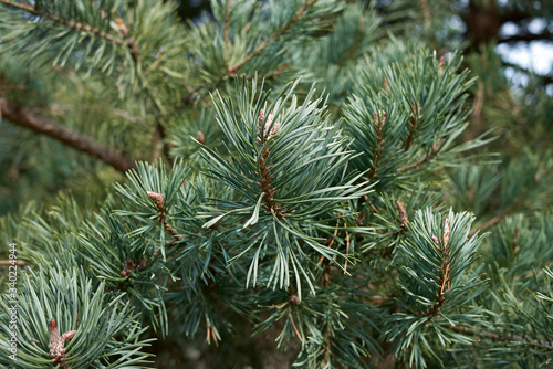 Foto Pinus sylvestris