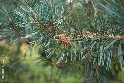 Pinus sylvestris 