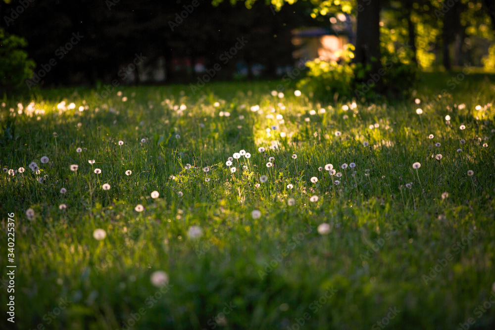 Fototapeta premium Summer green field with white dandelions. Fluffy dandelions glow in the sun