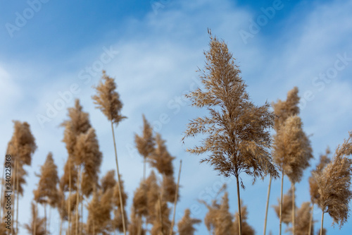 Dry ordinary reed and a bright blue sky with clouds. Reed grass with seeds pumped by the wind, natural background.