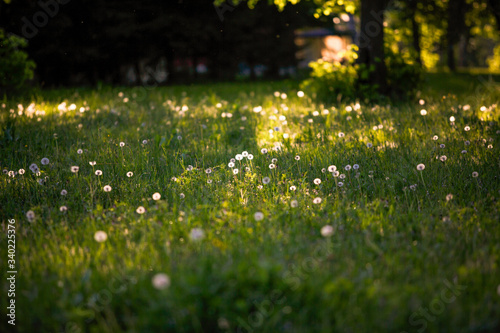 Summer green field with white dandelions. Fluffy dandelions glow in the sun