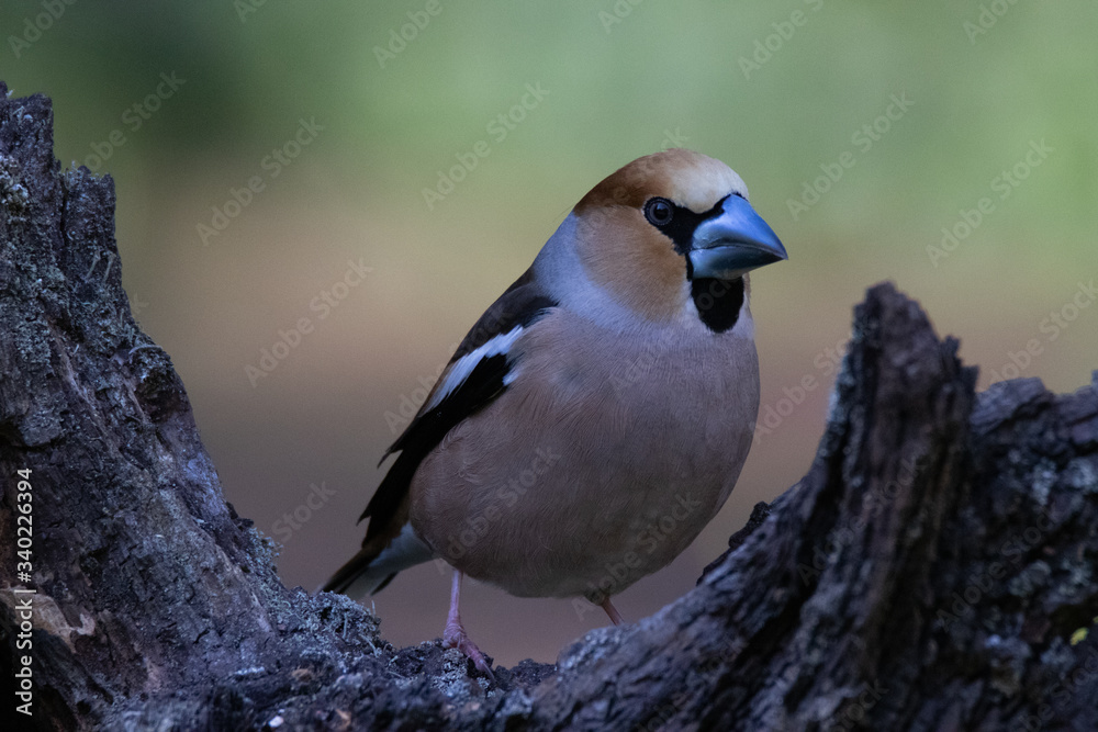 gros bec casse noyaux