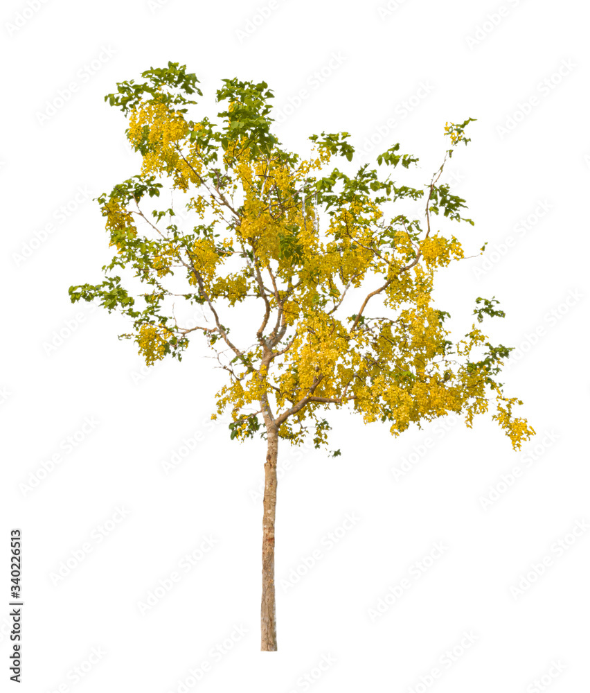 Trees on isolated white backgrounds Trees on isolated white backgrounds