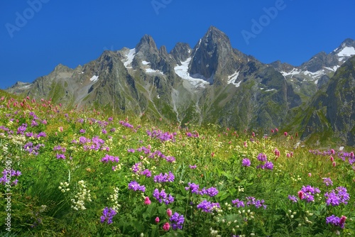 Flowers in mountains