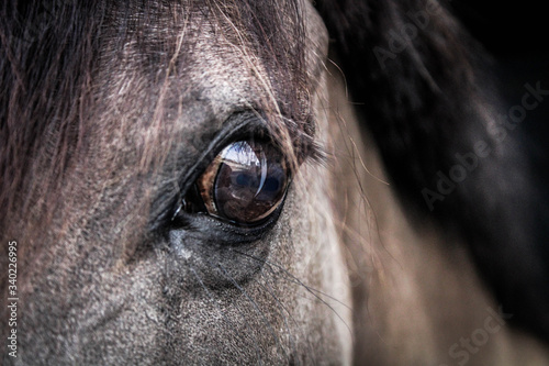 Końskie oko © Sandra