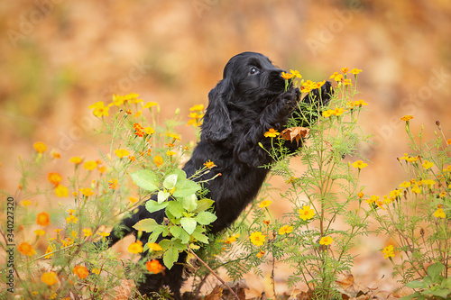 A black english cocker spaniel puppy