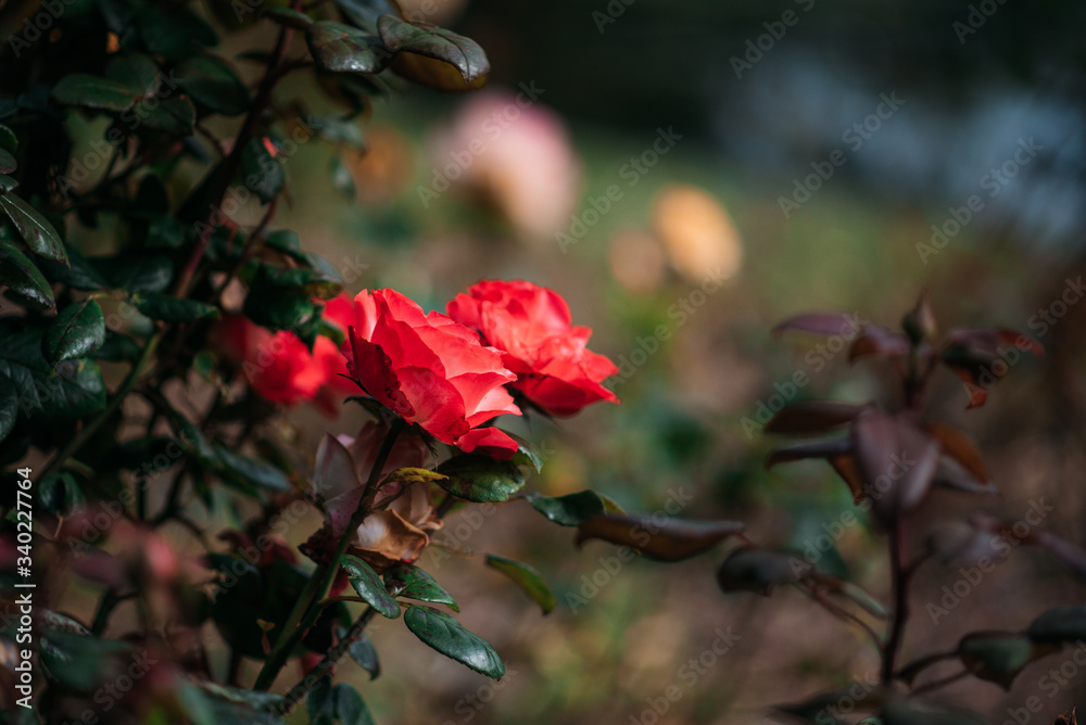 Obraz premium Rose. Roses. Background. Floral. Romantic.