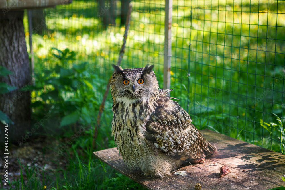 A grey owl in a cage in the Park looks into the frame. A wild owl with yellow eyes in its artificial home A grey owl in a cage in the Park looks into the frame. A wild owl with yellow eyes in its artificial home