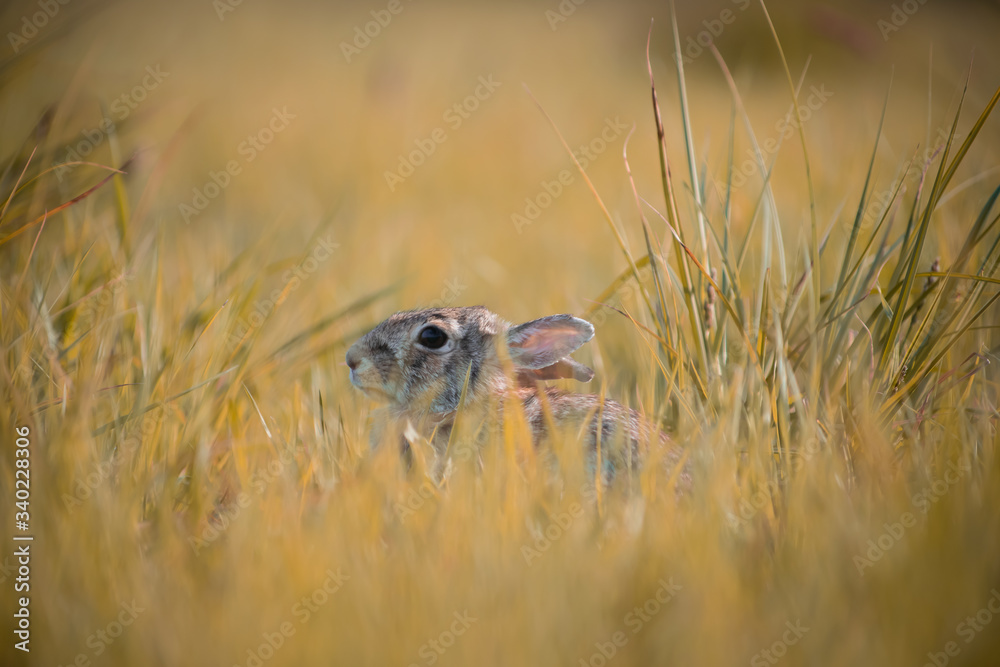 Wild rabbit in its natural habitat at sunset time Wild rabbit in its natural habitat at sunset time
